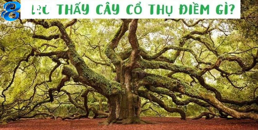 Giải mã mơ giấc mơ thấy nhiều cây cổ thụ